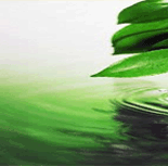 Essential Oils Suppliers, Aromatic Chemicals Exporters, Organic Essential Oils, Pure Aromatic Chemicals, India