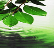 Essential Oils Suppliers, Aromatic Chemicals Exporters, Organic Essential Oils, Pure Aromatic Chemicals, India